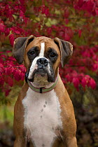 Boxer (Canis familiaris) female