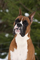 Boxer (Canis familiaris) male with cropped ears