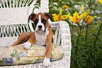 Boxer (Canis familiaris) female puppy sitting in chair