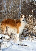 Russian Wolfhound (Canis familiaris) in snow