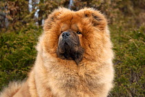 Chow Chow (Canis familiaris) male