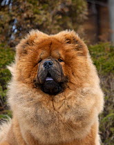 Chow Chow (Canis familiaris) male