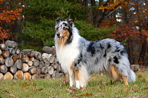 Collie (Canis familiaris)