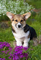 Welsh Corgi (Canis familiaris) puppy with flowers