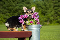 Welsh Corgi (Canis familiaris) puppy with tulips