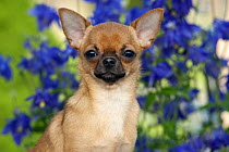 Chihuahua (Canis familiaris) puppy with flowers