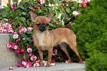 Chihuahua (Canis familiaris) puppy with fuschia