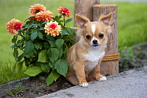 Chihuahua (Canis familiaris) puppy with flowers