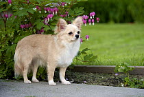 Chihuahua (Canis familiaris) with flowers