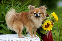 Chihuahua (Canis familiaris) with sunflowers