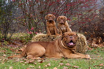 Dogue de Bordeaux (Canis familiaris) with puppies