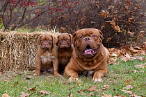 Dogue de Bordeaux (Canis familiaris) with puppies