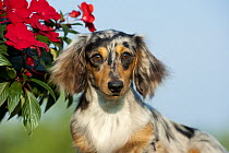 Dachshund (Canis familiaris) with impatiens flowers
