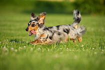Dachshund (Canis familiaris) male running
