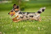 Dachshund (Canis familiaris) male running