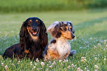 Dachshund (Canis familiaris) pair
