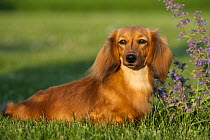 Dachshund (Canis familiaris) female in grass