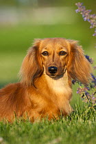 Dachshund (Canis familiaris) female