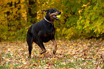 Doberman Pinscher (Canis familiaris) female playing with ball in fallen leaves
