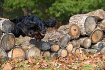 Gordon Setter (Canis familiaris) female jumping wood pile