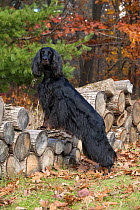 Gordon Setter (Canis familiaris) female on wood pile