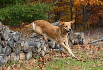 Golden Retriever (Canis familiaris) female jumping wood pile