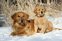 Golden Retriever (Canis familiaris) with puppy in snow