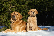 Golden Retriever (Canis familiaris) with puppy in snow