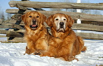Golden Retriever (Canis familiaris) males in snow, one elderly with white muzzle