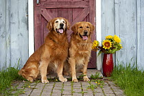 Golden Retriever (Canis familiaris) males with sunflowers, one elderly with white muzzle