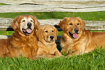 Golden Retriever (Canis familiaris) three generations, elderly, adult and puppy