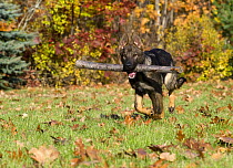 German Shepherd (Canis familiaris) puppy running with stick