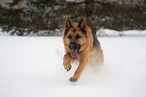 German Shepherd (Canis familiaris) male running in snow