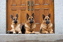 German Shepherd (Canis familiaris) males resting on porch