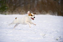Jack Russell Terrier (Canis familiaris) male running in snow