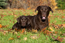 Chocolate Labrador Retriever (Canis familiaris) and puppy