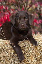 Chocolate Labrador Retriever (Canis familiaris) puppy on hay bale