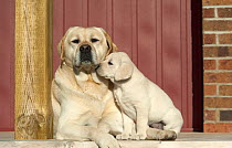 Yellow Labrador Retriever (Canis familiaris) puppy nuzzling parent