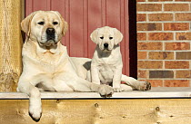 Yellow Labrador Retriever (Canis familiaris) and puppy