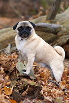 Pug (Canis familiaris) male in autumn leaves