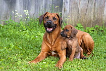 Rhodesian Ridgeback (Canis familiaris) and puppy