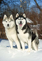 Siberian Husky (Canis familiaris) pair in snow