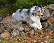 Shetland Sheepdog (Canis familiaris) jumping over wood pile