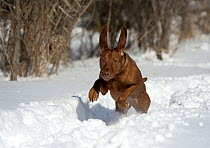 Vizsla (Canis familiaris) female running in snow
