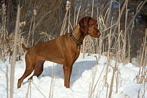 Vizsla (Canis familiaris) female in snow