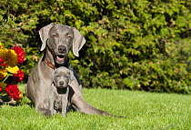 Weimaraner (Canis familiaris) with puppy