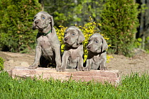 Weimaraner (Canis familiaris) puppies
