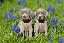 Weimaraner (Canis familiaris) puppies in field