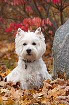 West Highland White Terrier (Canis familiaris) male in autumn leaves