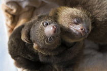 Hoffmann's Two-toed Sloth (Choloepus hoffmanni) orphaned babies, Aviarios Sloth Sanctuary, Costa Rica
